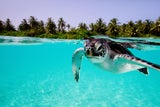 Günstig auf die Malediven: So sparen Sie beim Traumurlaub