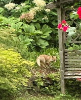 fuchs