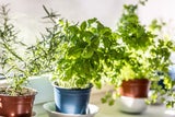 Spinnen im Haus? Diese Pflanzen halten die unerwünschten Gäste fern