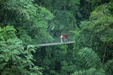 Taman Negara Regenwald
