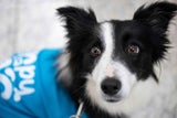 Vier Pfoten für mehr Wohlbefinden: Therapiehunde am Flughafen Istanbul