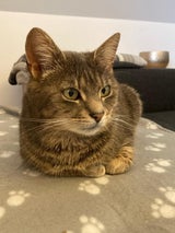 Kater Rudi