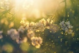 Nie wieder Allergie: Easy Tipps gegen die Symptome