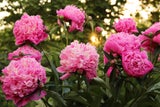 Achtung! Diese Giftpflanzen im Garten können gefährlich werden