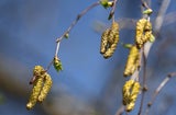 Pollen