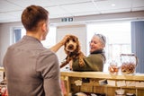 Hundedecke, Hundenapf, Lieblingshundefutter u. v. m. – in diesen Hotels bleiben keine Hundewünsche offen.