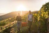 Weinlese startet heuer wegen Trockenheit später