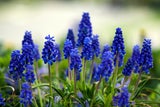 Frühblüher: So kommt jetzt Farbe in den Garten