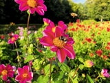 Dahlien: Die Königinnen des späten Sommers