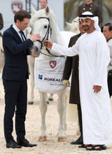Kurz mit Lipizzaner