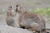 Präriehunde-Nachwuchs im Tiergarten Schönbrunn