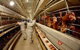 Vogelgrippe-Alarm in Australien: McDonalds muss Frühstücksmenü einschränken