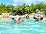Insel Hopping: Im indischen Ozean, der Karibik oder Ägäis