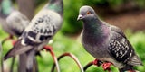 Illegal abgeschossene Vögel landeten in Kindergarten