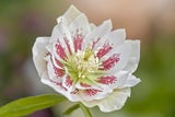 Schnee- & Lenzrosen: Diese Blumen wecken Frühlingsgefühle