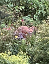 fuchs