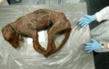 Tasmanischer Tige