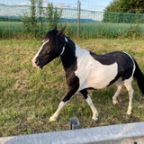 Pferd A1