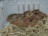 Osterhasen Hasen