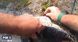 Alligator
