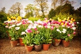 Tulpen sind pflegeleicht und gedeihen auch gut im Topf für Balkon oder Terrasse. Die Zwiebeln im Herbst mit Substrat einsetzen oder im Frühling eingepflanzte Tulpen kaufen. 