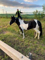 Pferd A1