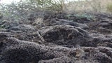 "Supermoos" könnte das Leben auf dem Mars ermöglichen