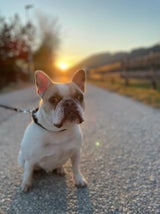 Französische Bulldogge Hund Pitti vergiftet