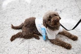 Vier Pfoten für mehr Wohlbefinden: Therapiehunde am Flughafen Istanbul