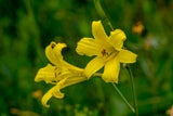 Falsche Botschaft: Diese Blumen sollten Sie nicht zum Muttertag verschenken
