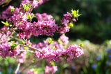 Der „Flieder“ des Winters: Seidelbast oder Daphne mezereum zeigt opulente Blüten, ist aber giftig. 