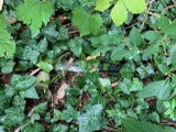 Mordversuch an Erntehelfer in der Oststeiermark