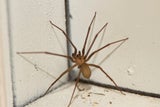 Braune Einsiedlerspinne