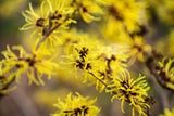 Hamamelis oder Zaubernuss erscheinen von Dezember bis zum zeitigen Frühjahr.