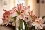Geheime Liebesbotschaften: Die Bedeutung hinter Valentinstagsblumen