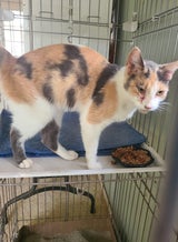 Texas Blessings Rescue/Facebook