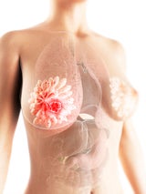 Etwa 75 Prozent der Brustkrebsdiagnosen sind auf hormonsensiblen Brustkrebs zurückzuführen.