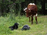 Hunde Wanderer Kühe