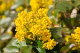 Die immergrüne Mahonie trotzt Winter und Schnee und bringt mit den süß nach Honig duftenden gelben Blüten einen Hauch von Frühling in den Garten.
