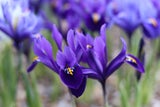 Frühblüher: So kommt jetzt Farbe in den Garten