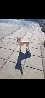 Rätsel um "Baba": Chihuahua-Hündin nach Einbruch verschwunden
