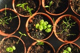 Kräuter für die Sommerküche werden im März in Töpfen langsam vorgezogen und kommen im Mai ins Gartenbeet. 