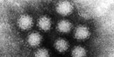 norovirus