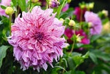 Dahlien: Die Königinnen des späten Sommers