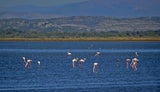 Rosarote Flamingos kann man in der Saline Ulcinj beobachten.  
