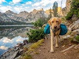 Wasser-Erlebnisse für Hund und Herrl bietet das Kärntner Seengebiet.&nbsp;