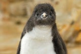 Pinguin-Küken Zoo Schönbrunn