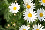 Mit diesen Pflanzen werden Sie Zecken im Garten endlich los