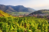 Weinberge rund um Spitz, Wachau Tal