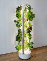 Ohne Garten oder Balkon: Gemüsegarten zieht ins Wohnzimmer